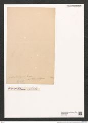 Fragilaria producta Grun. (de-Toni-Nr.: Genus 73, Species 2797) Zeichnungen Sammlung Grunow (NHMW-BOT-W0374109)